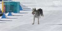 Um cachorro atravessou a linha de chegada e alterou resultado do Brasil no esqui cross-country Foto: Reprodu&ccedil;&atilde;o/SporTV 2 / Estad&atilde;o