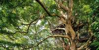 A ideia de uma casa na &aacute;rvore n&atilde;o &eacute; apenas um conceito para crian&ccedil;as Foto: Getty Images / BBC News Brasil