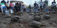 Tartarugas recém-chegadas começaram a explorar o habitat que estão destinados a transformar nos próximos anos  Foto: DW / Deutsche Welle