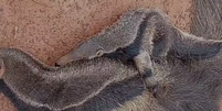 Filhote de tamanduá-bandeira é resgatado abraçado à mãe morta em estrada de MG Foto: Reprodução/Instagram/Patos Hoje