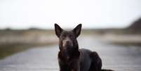 O kelpie foi moldado para trabalhar sob calor intenso, terrenos irregulares, tempestades de areia e longas dist&acirc;ncias Foto: Hundefotografie Wittlich | Shutterstock / Portal EdiCase