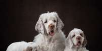 O clumber spaniel chama atenção pelo corpo alongado, baixo e robusto Foto: Anna Averianova | Shutterstock / Portal EdiCase