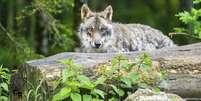 Os lobos foram declarados extintos na Alemanha no s&eacute;culo 19, mas voltaram a viver no territ&oacute;rio do pa&iacute;s nos &uacute;limos anos  Foto: DW / Deutsche Welle