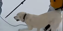 Cachorro &eacute; resgatado vivo ap&oacute;s ficar nove dias sozinho na neve  Foto: Reprodu&ccedil;&atilde;o