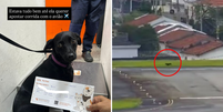 Cachorra escapa de caixa de transporte, foge para pista de descolagem e voos no Aeroporto de Congonhas ficam suspensos por 9 minutos  Foto: Reprodu&ccedil;&atilde;o/Instagram