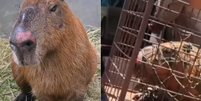 Capivara agredida já consegue ficar de pé após resgate e atendimento  Foto: Reprodução/Instagram @jefveterinario