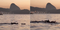 Golfinhos s&atilde;o flagrados por empres&aacute;rio no Rio  Foto: Reprodu&ccedil;&atilde;o/Instagram @gabriel2584