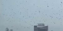 Milhares de corvos tomaram o c&eacute;u de Tel Aviv, em Israel  Foto: Reprodu&ccedil;&atilde;o/X