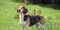 Utilizado tradicionalmente para ca&ccedil;a e matilha, o beagle harrier tamb&eacute;m conquistou espa&ccedil;o nos lares gra&ccedil;as ao seu temperamento soci&aacute;vel e adapt&aacute;vel Foto: Renge1988 | Shutterstock / Portal EdiCase