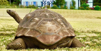 Jonathan, o animal terrestre mais velho do mundo, morre aos 193 anos  Foto: Reprodu&ccedil;&atilde;o/X