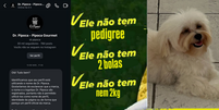 Ap&oacute;s mensagem do perfil da pipoca gourmet, uma campanha a favor do cachorro se iniciou na internet Foto: Reprodu&ccedil;&atilde;o/Redes Sociais