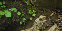 Tuatara – Reprodução  Foto: Giro 10