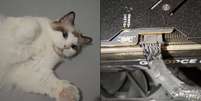 Gato teria alertado dono ap&oacute;s perceber fuma&ccedil;a saindo do PC com GeForce RTX 4090 Foto: Reprodu&ccedil;&atilde;o