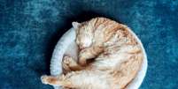 Gatos que dormem enrolados e protegendo o corpo est&atilde;o conservando calor e mantendo os &oacute;rg&atilde;os vitais protegidos Foto: Yanya | Shutterstock / Portal EdiCase