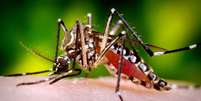 Assim como dengue e zika, chikungunya também é transmitido pelo mosquito Aedes aegypti  Foto: Canva Fotos / Perfil Brasil