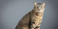 Gatos com pelagem tigrada chamam aten&ccedil;&atilde;o por seu visual marcante e elegante Foto: Xyo | Shutterstock / Portal EdiCase