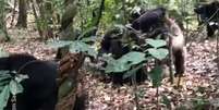 Chimpanz&eacute;s est&atilde;o em 'guerra civil' h&aacute; 8 anos Foto: Reprodu&ccedil;&atilde;o/Aaron Sandel