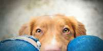 A vis&atilde;o canina &eacute; bastante diferente da humana em diversos aspectos Foto: Zuzanna Paluch | Shutterstock / Portal EdiCase