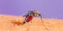 A transmiss&atilde;o de dengue, zika e chikungunya acontece, em geral, da mesma forma: o Aedes aegypti pica uma pessoa infectada, o v&iacute;rus se multiplica no organismo do inseto e, depois de alguns dias, esse mosquito passa a transmitir a doen&ccedil;a ao picar outras pessoas &ndash; depositphotos.com / smuayc  Foto: Giro 10