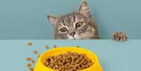 Algumas atitudes podem ajudar a estimular o apetite do animal Foto: plutmaverick | Shutterstock / Portal EdiCase