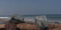 Criaturas marinhas 'Velella velella' s&atilde;o azuladas e invadiram praias da Calif&oacute;rnia  Foto: Reprodu&ccedil;&atilde;o/KTLA 5