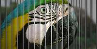 Arara é um dos animais mais visados pelo tráfico no Brasil.  Foto: RFI