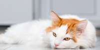 Veja quanto tempo seu pet pode ficar sozinho Foto: Shutterstock / Alto Astral