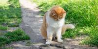 Gato E Cobra Foto: shutterstock / Xataka