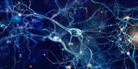 Neurônios de Von Economo – Reprodução  Foto: Giro 10