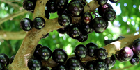 A jabuticaba &eacute; uma fruta tradicional brasileira  Foto: Reprodu&ccedil;&atilde;o