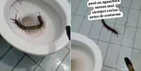 Lacraia estava escondida na borda do vaso sanitário  Foto: Reprodução/Redes sociais