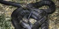 Cobra-do-mar-pel&aacute;gio &eacute; bem venenosa  Foto: Pixabay