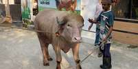 Bufalo Donald Trump &eacute; atra&ccedil;&atilde;o em Bagladesh  Foto: Reprodu&ccedil;&atilde;o