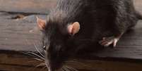 Estudos de vigil&acirc;ncia ambiental indicam que esp&eacute;cies como o rato de esgoto (Rattus norvegicus) e o rato de telhado (Rattus rattus) se adaptam rapidamente a diferentes ambientes, desde regi&otilde;es portu&aacute;rias at&eacute; condom&iacute;nios residenciais - depositphotos.com / aboikis Foto: Giro 10