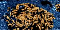O Ebola, que se acredita ter se originado em morcegos, pode causar sangramento grave e fal&ecirc;ncia de &oacute;rg&atilde;os  Foto: DW / Deutsche Welle