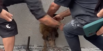 Cachorra Pandora estava dentro de uma parede em uma constru&ccedil;&atilde;o em Guarapuava  Foto: Reprodu&ccedil;&atilde;o/Facebook