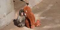 Abandonado pela m&atilde;e, nos primeiros dias de vida, Punch ficou isolado, convivendo apenas com a pel&uacute;cia  Foto: Reprodu&ccedil;&atilde;o/Redes sociais 