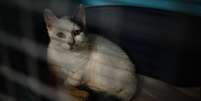 Um gato dispon&iacute;vel para ado&ccedil;&atilde;o em um abrigo na Sociedade Protetora dos Animais (SPA) de Gennevilliers, na periferia norte de Paris.  Foto: AFP - DIMITAR DILKOFF / RFI