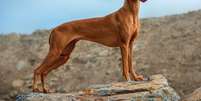 Características físicas e temperamento do pharaoh hound conquistam tutores Foto: Hanna Dymytrova-kaihila | Shutterstock / Portal EdiCase
