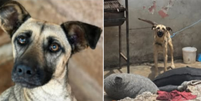 Cadela emociona ao ganhar um novo lar  Foto: Reprodu&ccedil;&atilde;o/Instagram/adotegavaa