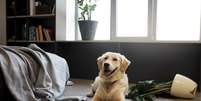 Deixar o cachorro sozinho por muitas horas pode fazer mal; entenda Foto: Freepik