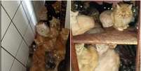 Centenas de gatos s&atilde;o encontrados em condi&ccedil;&otilde;es insalubres dentro de apartamento Foto: Prefeitura de Conc&oacute;rdia/Divulga&ccedil;&atilde;o