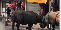 Rinocerontes brigam no meio da rua no Nepal  Foto: Reprodu&ccedil;&atilde;o/Instagram/sachinta108