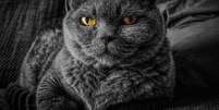 Gatos podem te ajudar a atrair prosperiedade  Foto: Pixabay