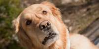 7 sinais de que seu cachorro est&aacute; pedindo mais aten&ccedil;&atilde;o (e como ajud&aacute;-lo) Foto: Sa&uacute;deLab / Sa&uacute;deLAB
