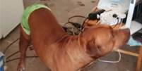 Pitbull salva idoso de ser agredido pelo próprio filho  Foto: Reprodução/TV TEM