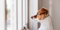 Ansiedade em cachorro: como identificar os sintomas e ajudar seu pet Foto: Sa&uacute;deLab / Sa&uacute;deLAB