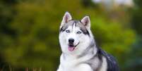 O husky siberiano &eacute; umas das ra&ccedil;as russas mais populares do mundo, sendo muito ativo e soci&aacute;vel Foto: Sbolotova | Shutterstock / Portal EdiCase
