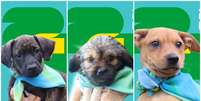 Pets ganham &aacute;lbum no estilo Copa do Mundo para encontrar uma fam&iacute;lia  Foto: Reprodu&ccedil;&atilde;o/Instagram