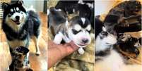 Filhotes de husky com c&atilde;o salsicha viralizam e surpreendem milh&otilde;es nas redes  Foto: Reprodu&ccedil;&atilde;o/TikTok